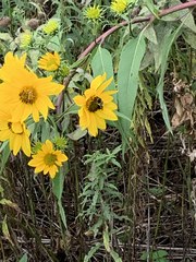Helianthus grosseserratus