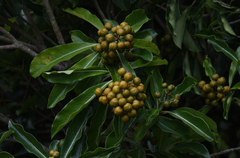 Pittosporum pentandrum