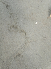 Procyon cancrivorus