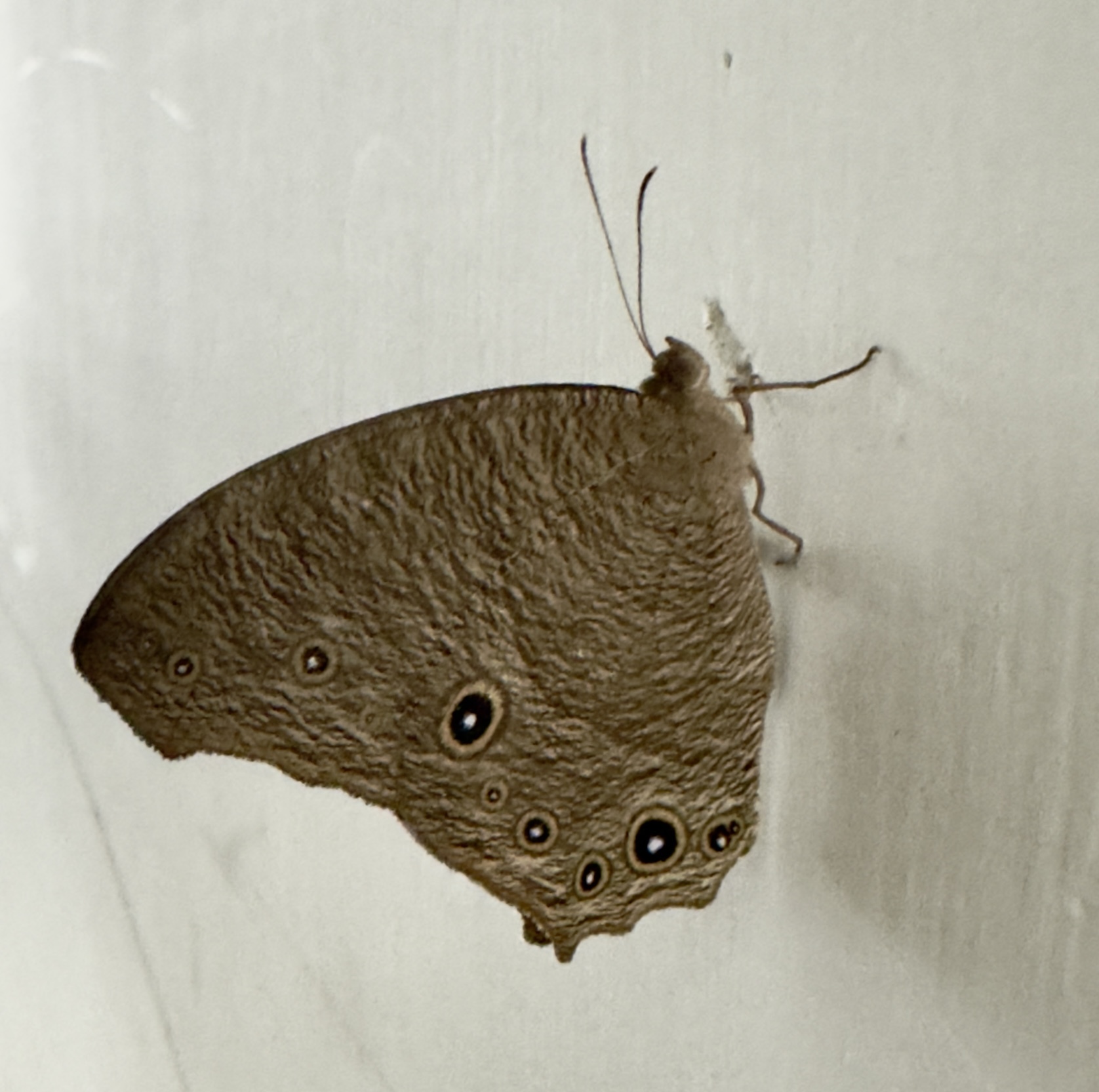 Common Evening Brown