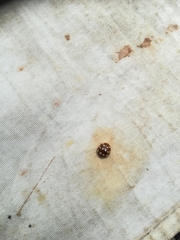 Calvia quatuordecimguttata