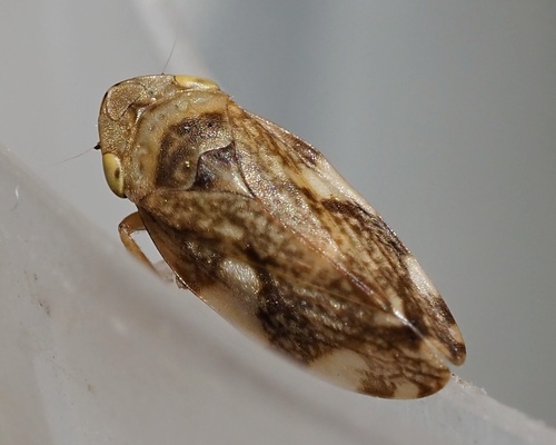 Meadow Spittlebug, photo 4 of 7