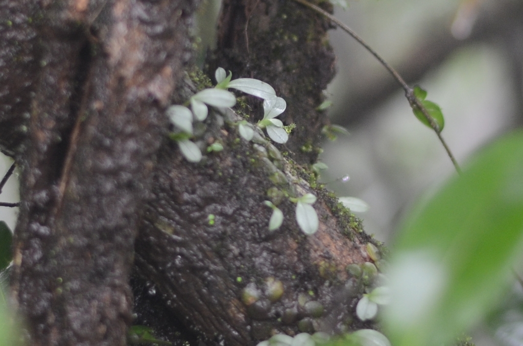 Porpax exilis