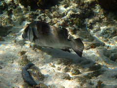 Plectorhinchus gibbosus