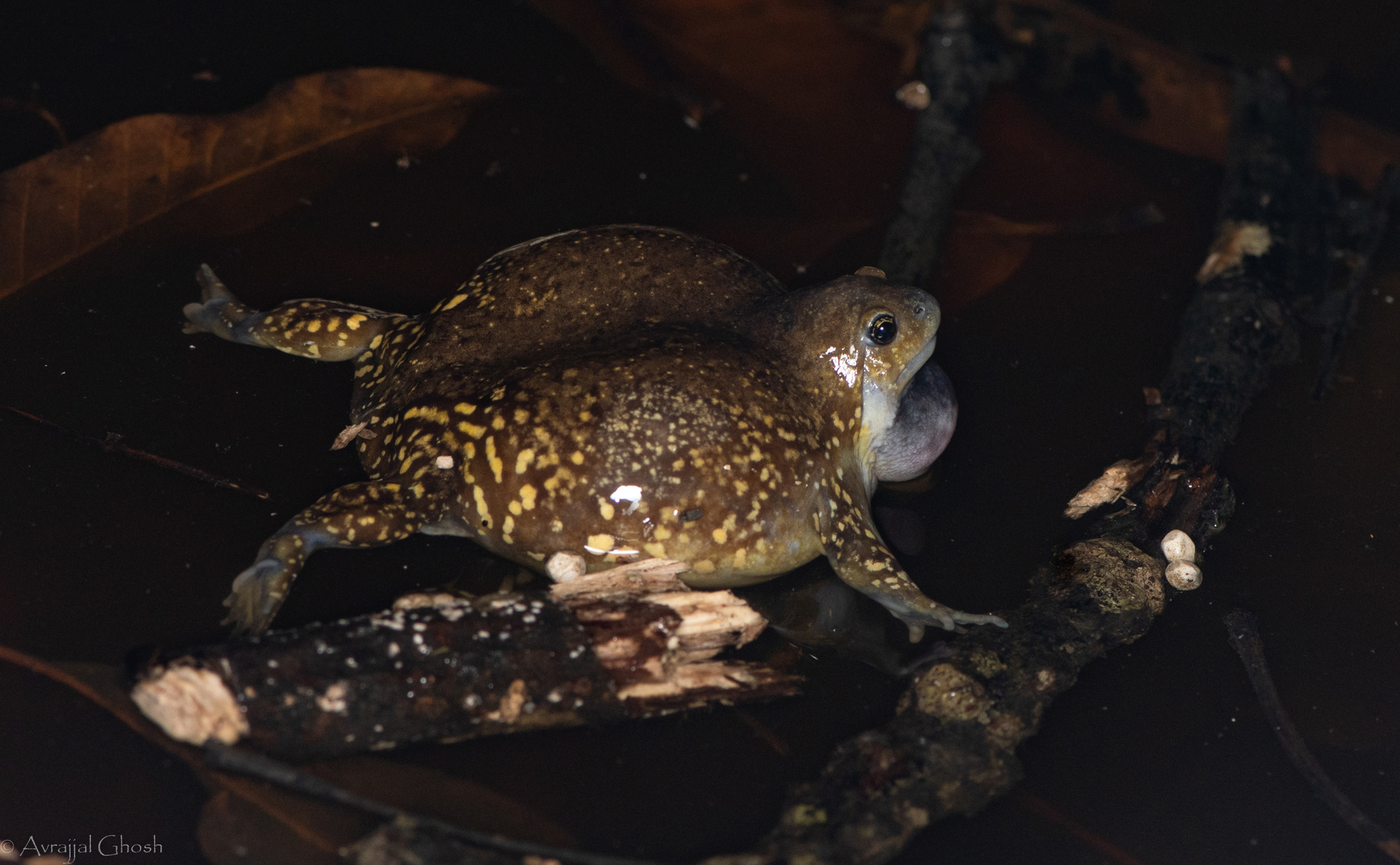 Indian Balloon Frog