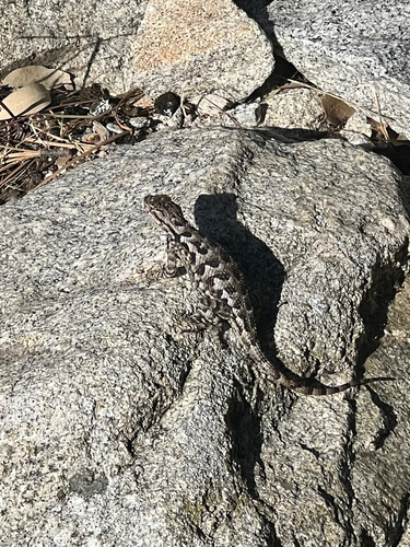 iNaturalist observation photo of Western Fence Lizard