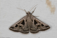 Callistege intercalaris