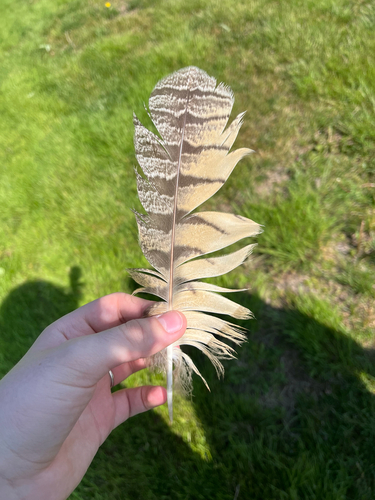 View observation of {o.common_name} on iNaturalist