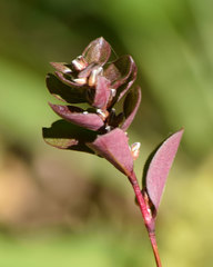 Polygonum polygaloides kelloggii