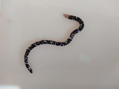 Amphisbaena fuliginosa