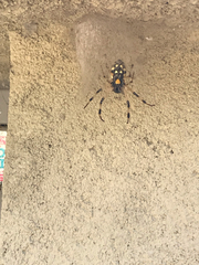 Nephilingis cruentata