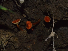 Hygrocybe minutula