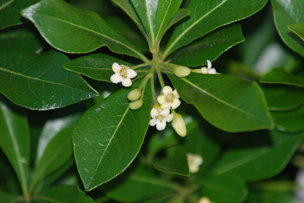 Pittosporum heterophyllum — an easy houseplant, prefers partial sun light