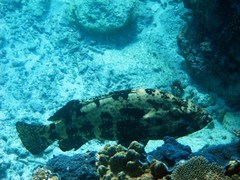 Epinephelus fuscoguttatus