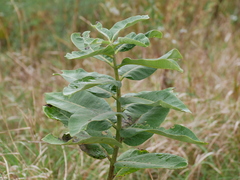 Asclepias syriaca