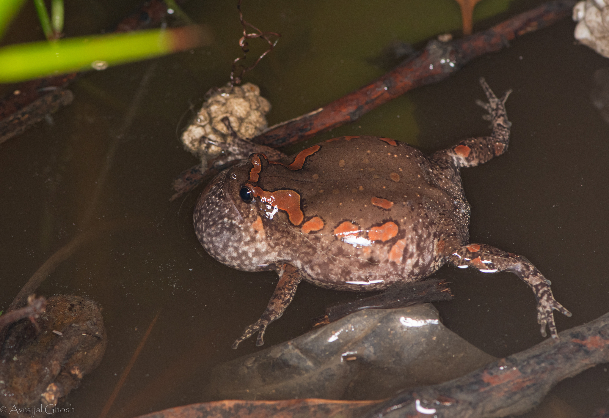 Painted Balloon Frog