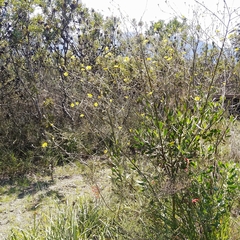 Osteospermum junceum