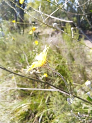 Osteospermum junceum