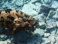 Epinephelus fuscoguttatus