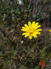Osteospermum junceum