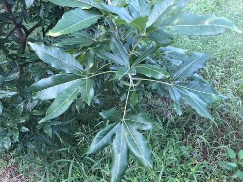 Casimiroa edulis