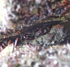 Pachygrapsus transversus