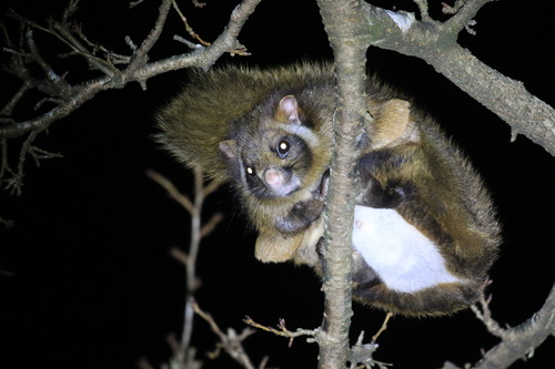 Japanese Giant Flying Squirrel
