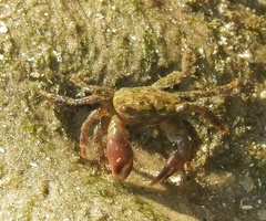 Pachygrapsus transversus