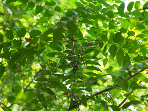 Image of Wood Lacquer Tree (Toxicodendron sylvestre) by no rights reserved