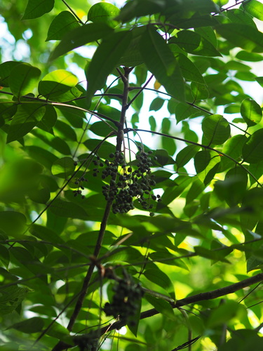 Image of Wood Lacquer Tree (Toxicodendron sylvestre) by no rights reserved