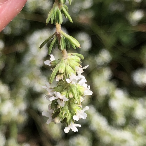 Thymus zygis, photograph 4