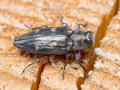 Chrysobothris solieri