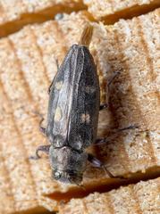 Chrysobothris solieri