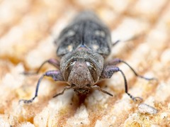 Chrysobothris solieri