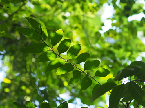 Image of Wood Lacquer Tree (Toxicodendron sylvestre) by no rights reserved