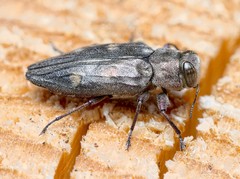 Chrysobothris solieri