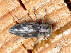 Chrysobothris solieri