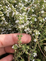 Thymus zygis, photograph (c) Cenaida, some rights reserved (CC BY)