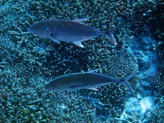 Caranx papuensis