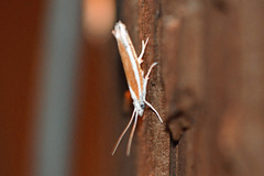 Ypsolopha