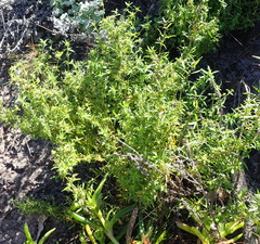 Carpacoce spermacocea
