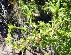 Carpacoce spermacocea