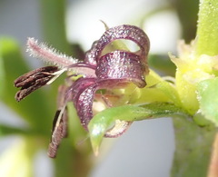 Carpacoce spermacocea
