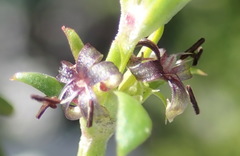 Carpacoce spermacocea