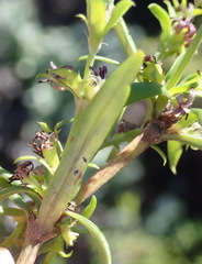 Carpacoce spermacocea