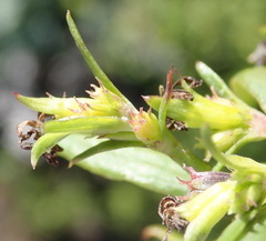 Carpacoce spermacocea