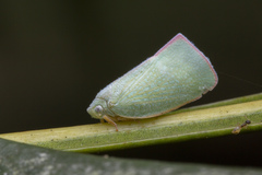 Sanurus