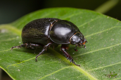 Papuana lansbergei