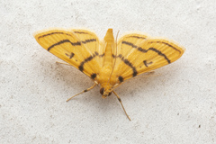 Dichocrocis