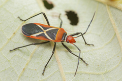 Dysdercus decussatus